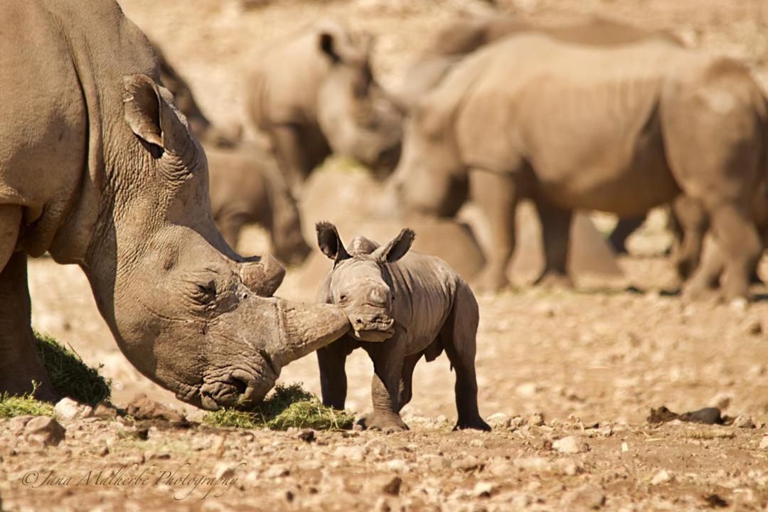 Kifaru Luxury Lodge オウチョ エクステリア 写真