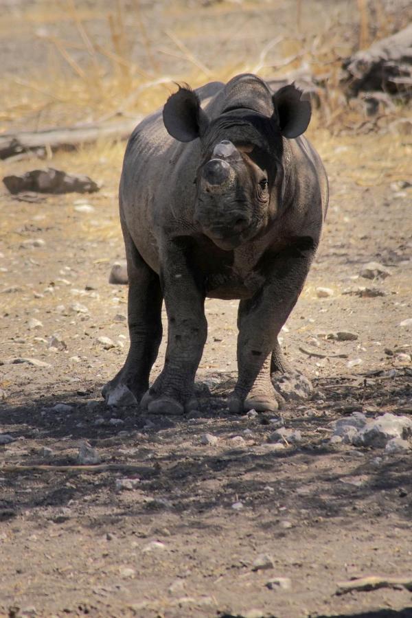 Kifaru Luxury Lodge オウチョ エクステリア 写真
